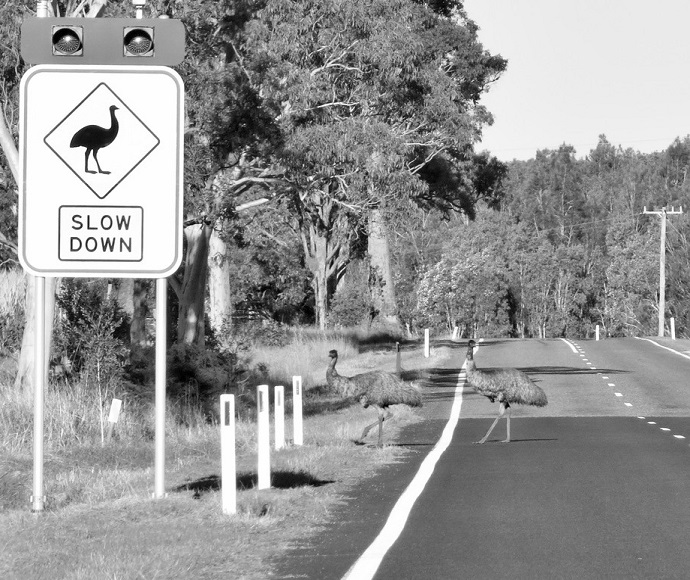 A sign with drawing of emu and the words 'Slow down' alerts motorists to the presence of emus and chicks in high-risk areas in north coast NSW          