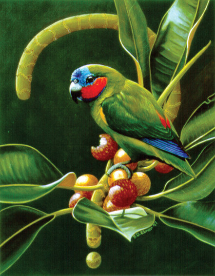 Illustration, Coxen's fig-parrot (Cyclopsitta diophthalma coxeni), critically endangered