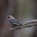 Dusky woodswallow (Artamus cyanopterus)