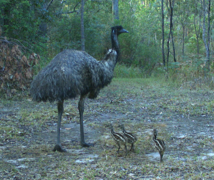Emu family (Dromaius novaehollandiae)