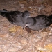 Flesh footed shearwater (Ardenna carneipes), vulnerable species, adult pair in courtship 