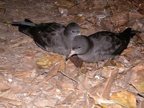 Flesh footed shearwater (Ardenna carneipes), vulnerable species, adult pair in courtship 