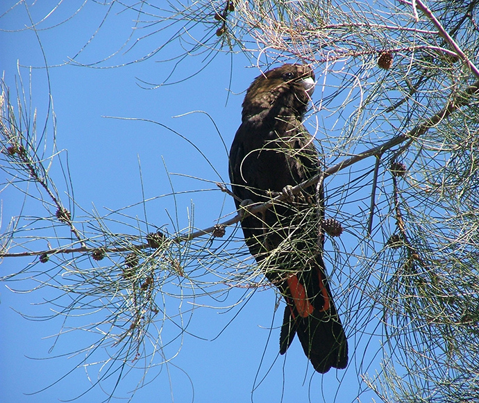 A male glossy black-cockatoo on a branch in a Casuarina cristata (belah) tree