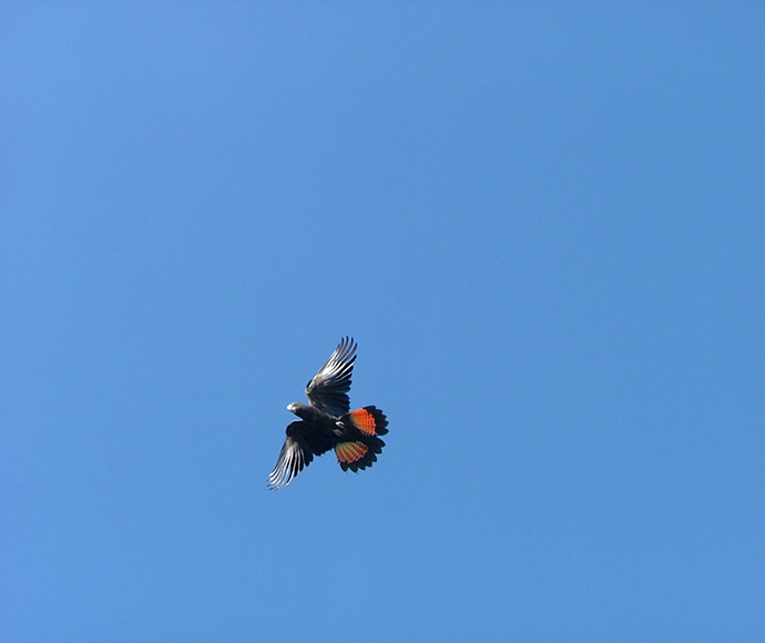 Glossy black-cockatoo (Calyptorhynchus lathami) in flight