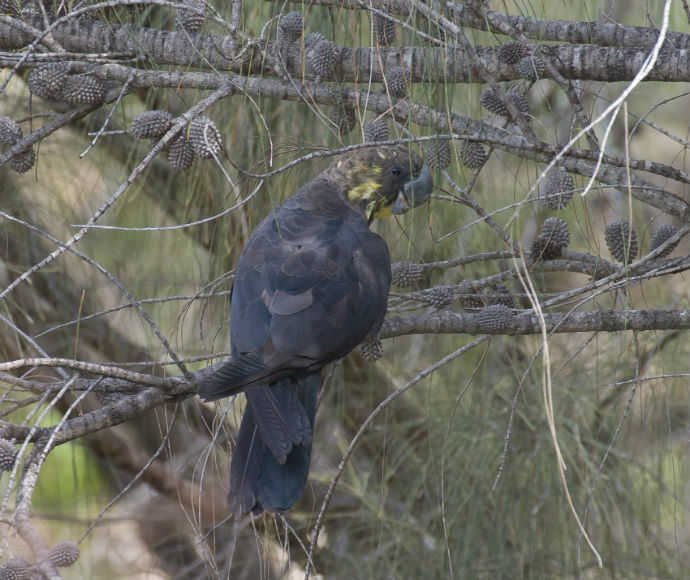 Glossy black cockatoo (Calyptorhynchus lathami) foraging on she-oak