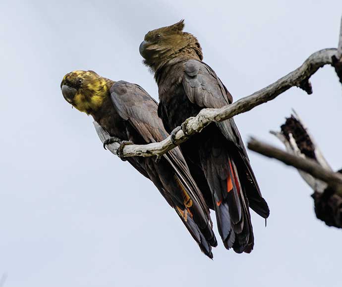 A pair of Glossy black-cockatoos (Calyptorhynchus lathami) sit on a tree branch at Captain Cook's Lookout in Hat Head National Park.