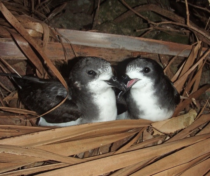 Gould's petrel (Pterodroma leucoptera leucoptera), courting pair on Cabbage Tree island, Port Stephens