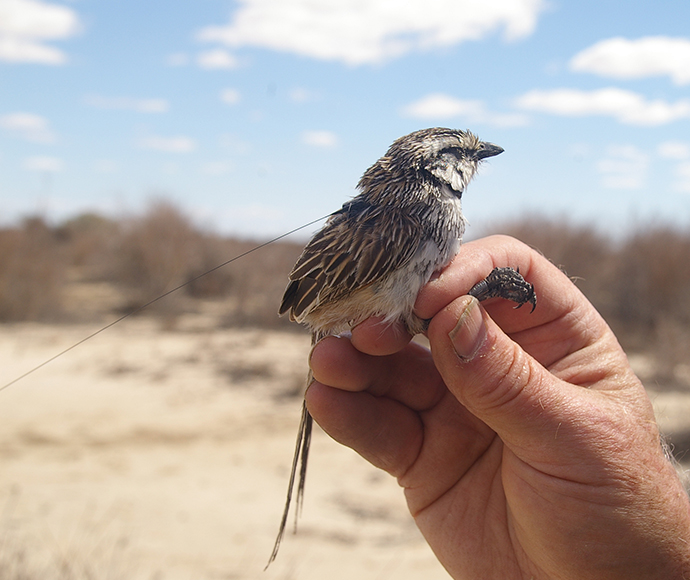Grey grasswren (Amytornis barbatus barbatus) with a tracking antenna fitted