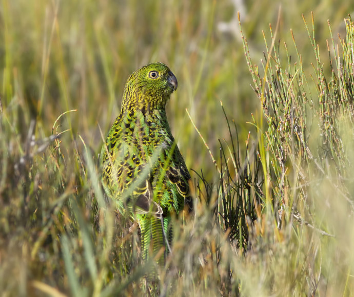 A bright green parrot with yellow and black accents and a portly body looking out from among the long grass