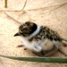 Hooded plover (Thinornis rubricollis) chick sitting on sand with green strips of vegetation next to it 