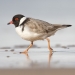 Viewed in profile, a hooded plover strides across wet sand
