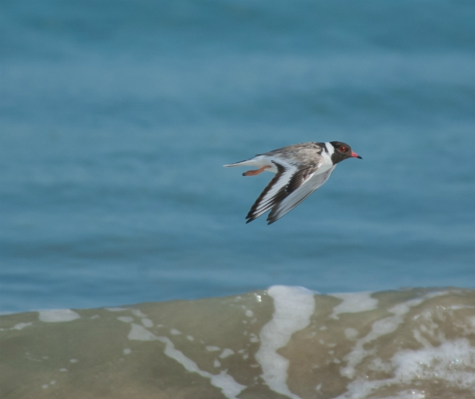 The hooded plover is critically endangered and endemic to southern Australia and Tasmania where it inhabits ocean beaches and sub-coastal lagoons
