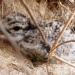Hooded plover (Thinornis rubricollis) chick, 2 weeks old, critically endangered