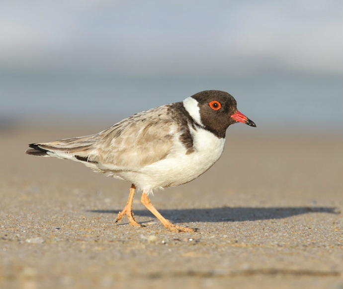 Hooded plover or hooded dotterel (Thinornis rubricollis), Tura Beach