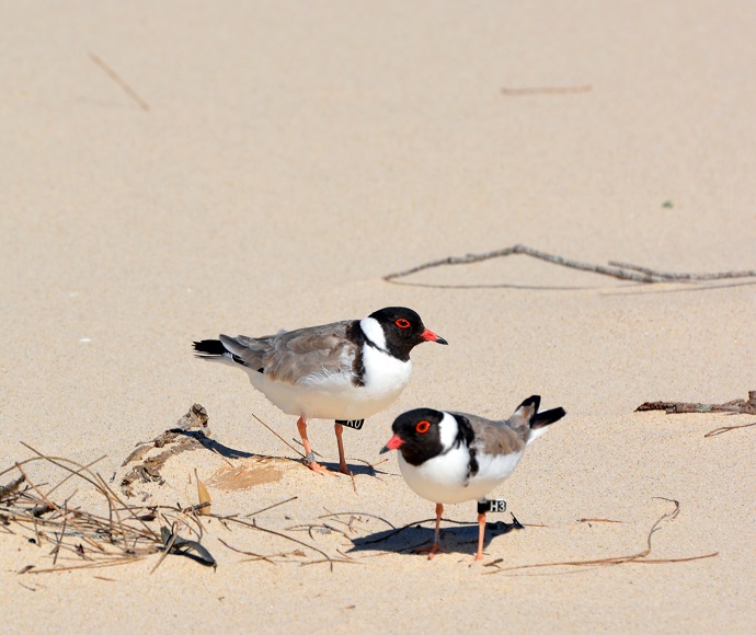 Two hooded plovers or hooded dotterel (Thinornis rubricollis) on the beach