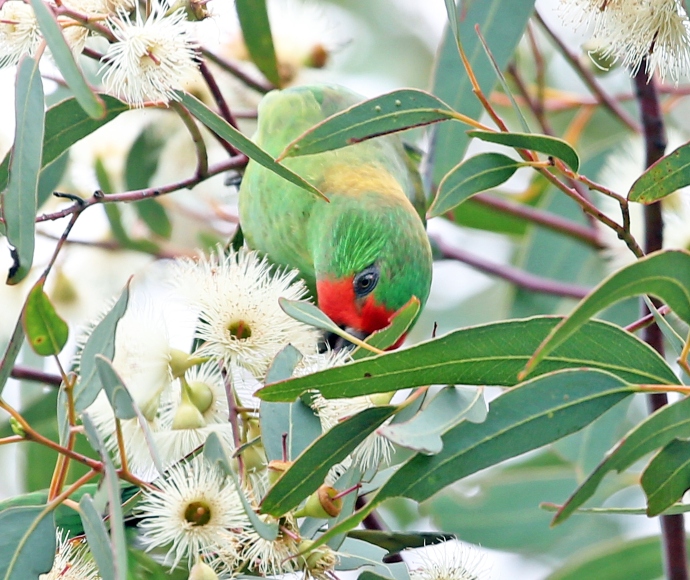 Little lorikeets (Glossopsitta pusilla) are one species that will benefit from our co-investment partnerships
