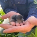 Fluffy dark grey penguin chick with a large beak and little wings lying on their belly in a pair of human hands much larger than the chick's body