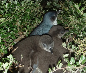 Little penguin (Eudyptula minor), chicks with adult