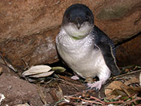Female little penguin (Eudyptula minor) at her nest