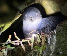 Small penguin with feathers appearing white, black and lilac in the illumination of electric light against a rock burrow