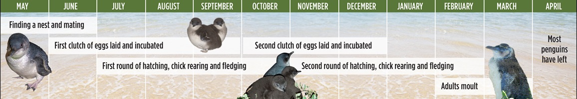 Little penguin timeline