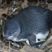 Little penguins (Eudyptula minor), nesting box