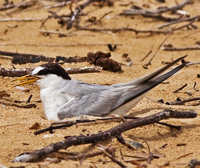 Sterna albifrons Little Tern on nest