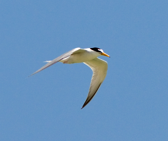 Little tern (Sternula albifrons) in flight