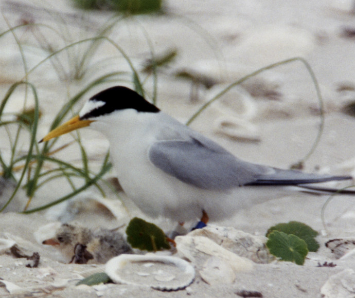 Little tern (Sterna albifrons) with chicks