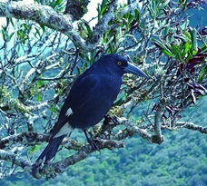 Image of Lord Howe pied currawong (Strepera graculina crissalis) sitting on a branch