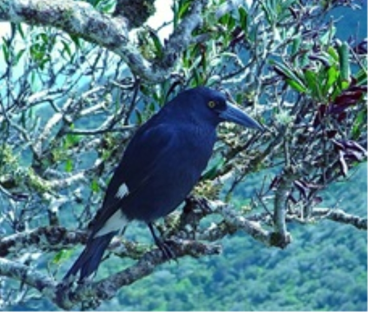 Image of Lord Howe pied currawong (Strepera graculina crissalis) sitting on a branch