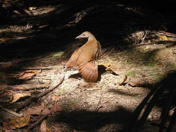 Lord Howe Island woodhen (Gallirallus sylvestris)