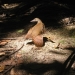 Lord Howe woodhen (Gallirallus sylvestris)