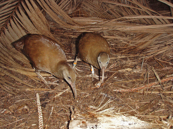 Lord Howe Island woodhen (Gallirallus sylvestris), adult pair