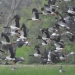 Breeding magpie geese (Anseranas semipalmata) in flight, Gingham watercourse