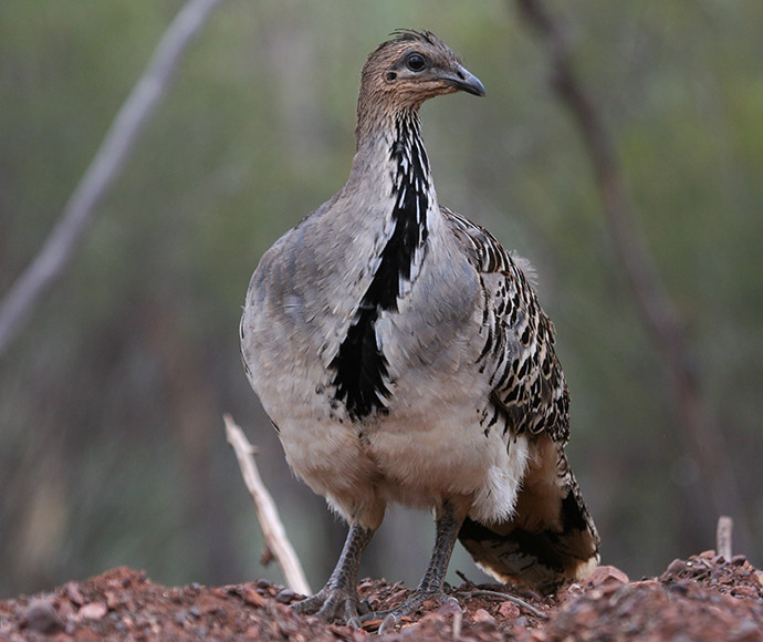 Malleefowl (Leipoa ocellata), an iconic threatened species, in the Nymagee area of NSW