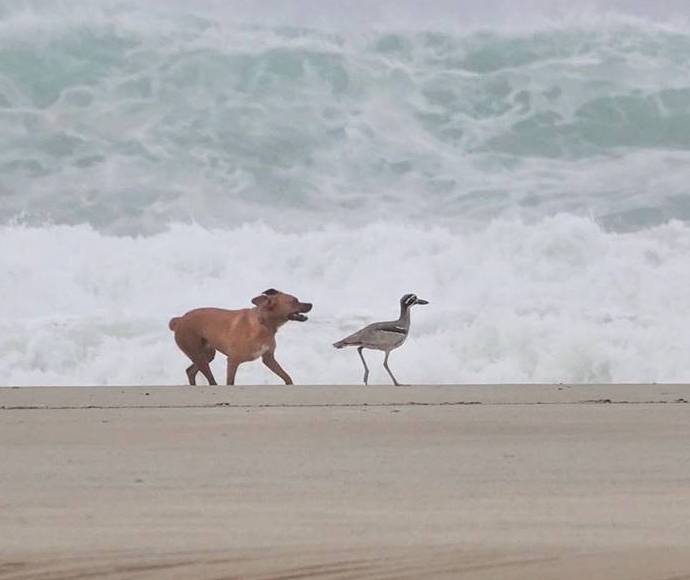 Off-leash dog chases beach stone-curlew (Esacus magnirostris), Byron Shire