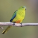 Orange-bellied parrot (Neophema chrysogaster), critically endangered