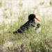 For the first time in a decade, a pied oystercatcher (Haematopus longirostris) has been born at Congo, within Eurobodalla National Park much to the delight of volunteers and campers