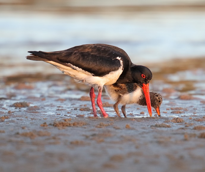 Pied oystercatcher (Haematopus longirostris) with chick