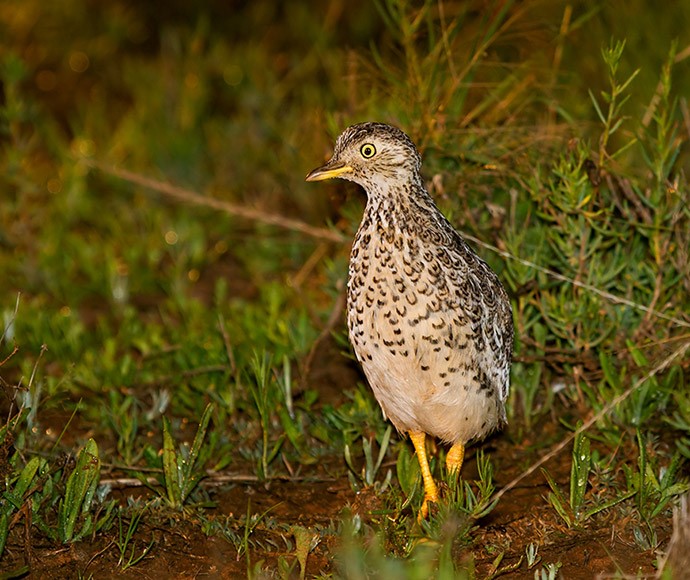 The plains-wanderer (Pedionomus torquatus) is now an iconic threatened species in NSW