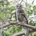 Powerful owl (Ninox strenua)