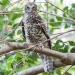 Powerful owl (Ninox strenua)