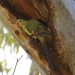 Regent parrot (Polytelis anthopeplus), endangered species, in tree hollow