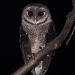Sooty owl (Tyto tenebricosa)