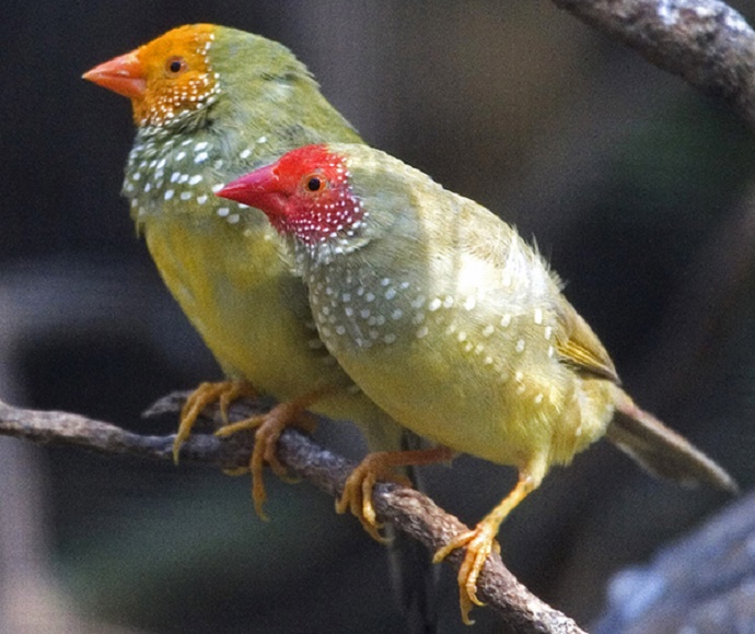 Two star finches (Neochmia ruficauda), green birds with red or orange beaks and faces.