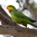 Superb Parrot (Polytelis swainsonii) 