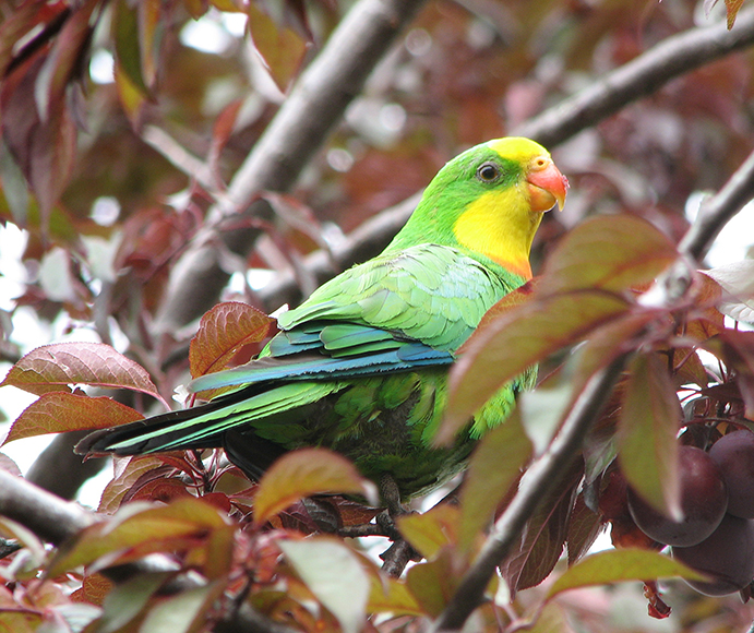 Superb Parrot (Polytelis swainsonii) male bird also known as Barraband's parrot, Barraband's parakeet, or green leek parrot, is a parrot native to south-eastern Australia
