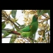 Swift parrots (Lathamus discolor) feed on swamp mahogany
