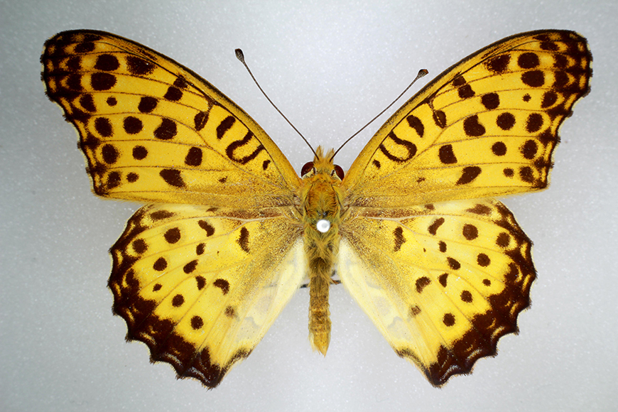 Male Australian Fritillary butterfly (Argynnis hyperbius inconstans) showing brown and yellow markings